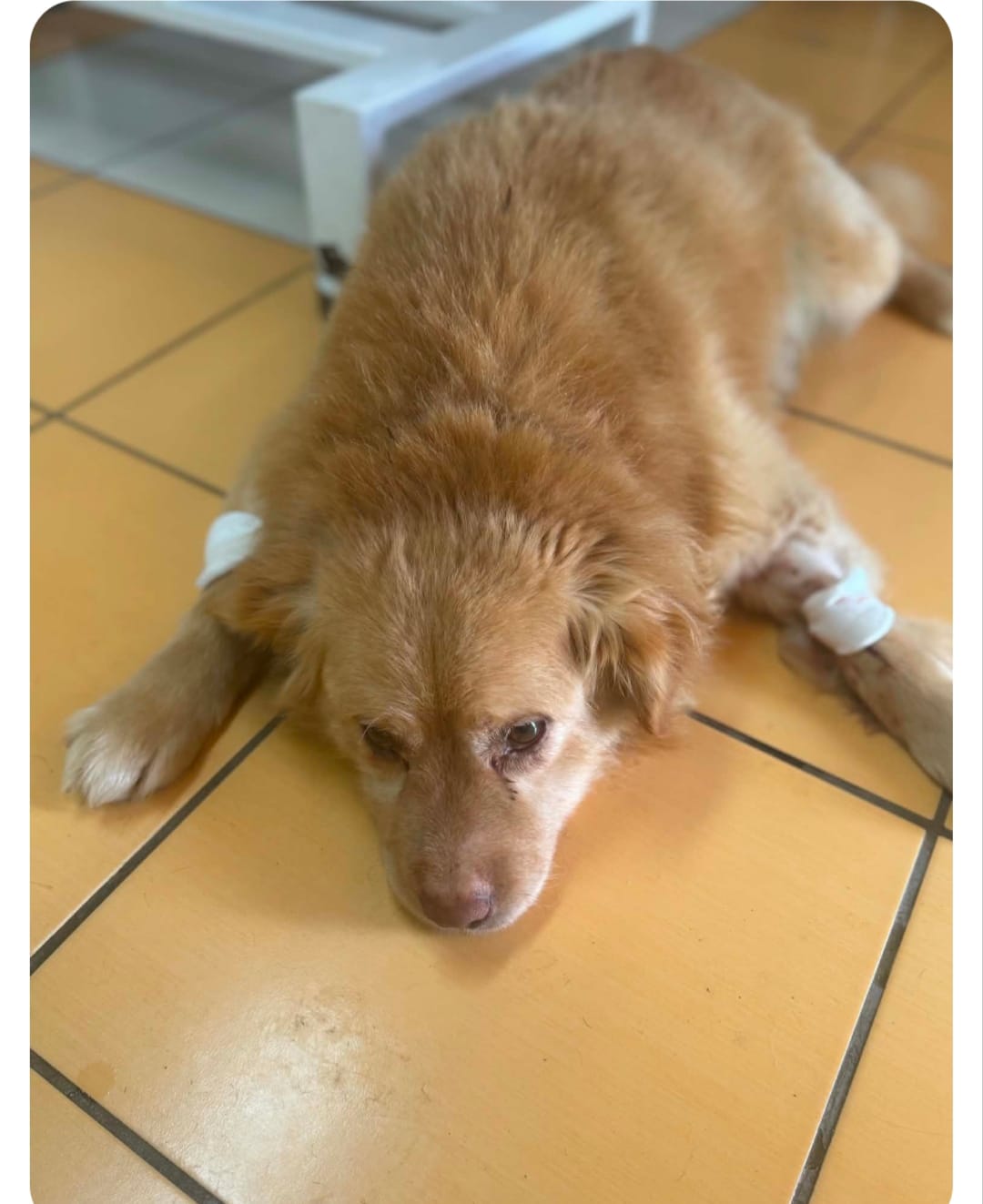 Schäferhund-Mischling liegend auf weißer Unterlage - Datei: Kendo Bild.jpg